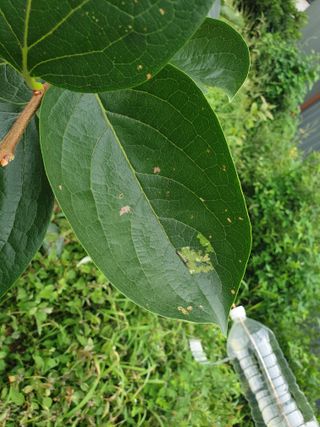 전종근님의 감 · 병해충상담 작성글 사진