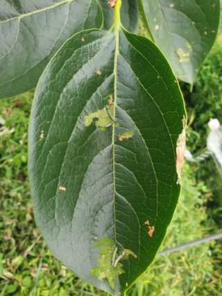 전종근님의 감 · 병해충상담 작성글 사진
