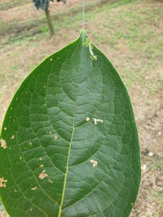 전종근님의 감 · 병해충상담 작성글 사진