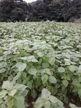 팜모닝 자유주제·자유게시판 게시글 이미지