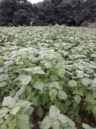 조동원님의 자유주제 · 자유게시판 작성글 사진