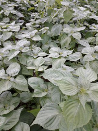 조동원님의 자유주제 · 자유게시판 작성글 사진