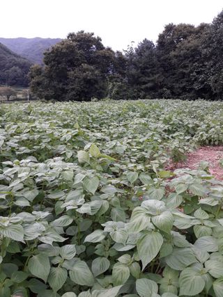 조동원님의 자유주제 · 자유게시판 작성글 사진