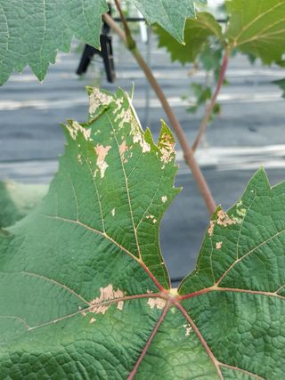 박길순님의 포도 · 병해충상담 작성글 사진