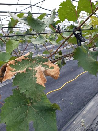 박길순님의 포도 · 병해충상담 작성글 사진