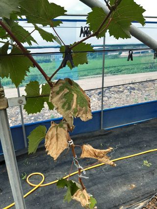 박길순님의 포도 · 병해충상담 작성글 사진