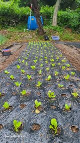 팜모닝 배추·파종•정식 게시글 이미지