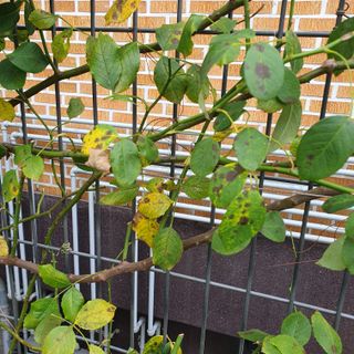 신형식 님의 팜모닝 병해충 연구회 · 병해충상담 작성글 사진