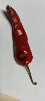 팜모닝 고추·병해충상담 게시글 이미지