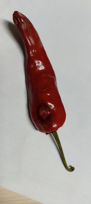 그린님의 고추 · 병해충상담 작성글 사진