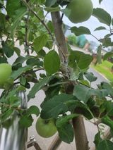 팜모닝 사과·병해충상담 게시글 이미지