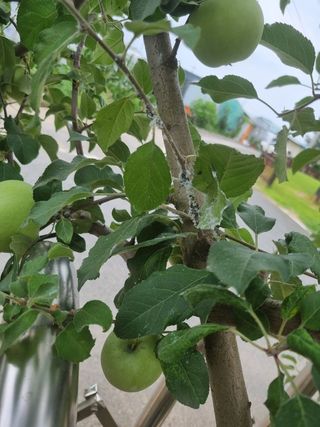 김규현님의 사과 · 병해충상담 작성글 사진