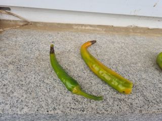 김규현님의 양배추 · 자유게시판 작성글 사진