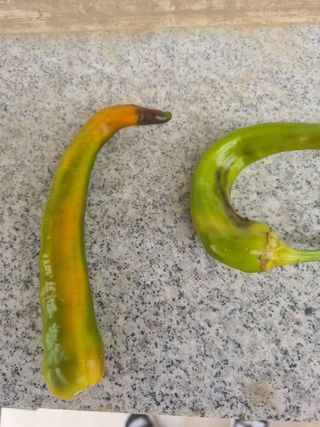 김규현님의 양배추 · 자유게시판 작성글 사진