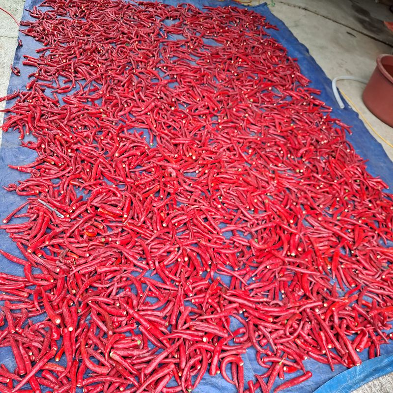 김성열 님의 장터 판매 상품 [금년 고추가루] 첨부 사진