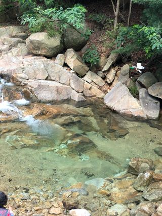 알 수 없음님의 양배추 · 자유게시판 작성글 사진