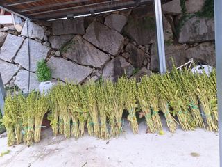 오영도님의 참깨 · 자유게시판 작성글 사진