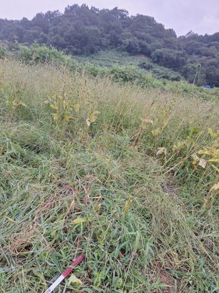 오영도님의 참깨 · 자유게시판 작성글 사진