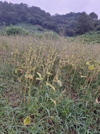 오영도님의 참깨 · 자유게시판 작성글 사진