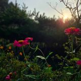 팜모닝 자유주제·자유게시판 게시글 이미지