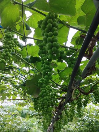 운악산포도님의 자유주제 · 자유게시판 작성글 사진