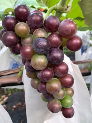 운악산포도님의 자유주제 · 자유게시판 작성글 사진