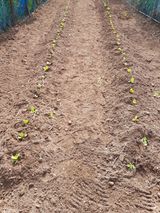 팜모닝 기타작물·자유게시판 게시글 이미지