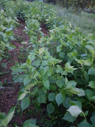 정석구님의 기타작물 · 자유게시판 작성글 사진