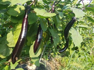 정석구님의 고추 · 수확 작성글 사진