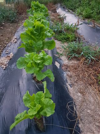 정석구님의 고추 · 수확 작성글 사진