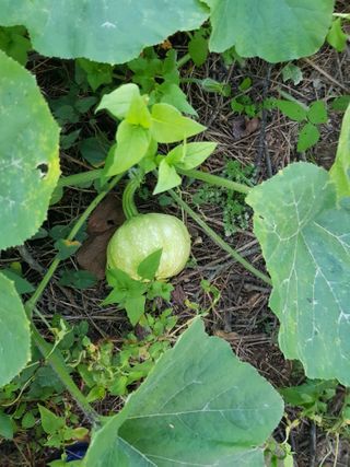 정석구님의 고추 · 수확 작성글 사진