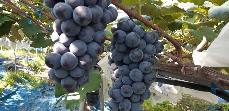 운악산포도님의 장터 판매 상품 [캠벨포도즙 50봉] 첨부 사진