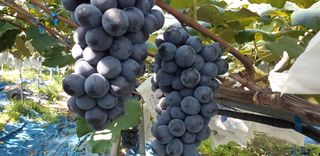 운악산포도님의 작성글 사진