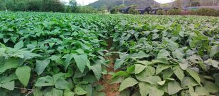 최용운님의 콩 · 자유게시판 작성글 사진