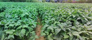 최용운님의 콩 · 자유게시판 작성글 사진