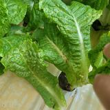 팜모닝 상추·병해충상담 게시글 이미지