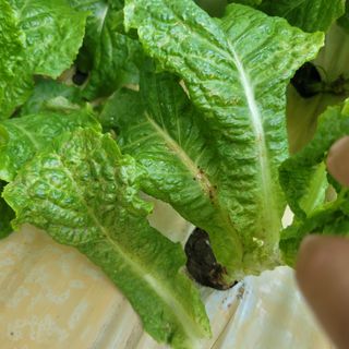 이유나님의 상추 · 병해충상담 작성글 사진