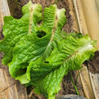 이유나님의 상추 · 병해충상담 작성글 사진