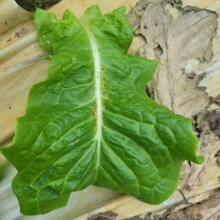 이유나님의 상추 · 병해충상담 작성글 사진