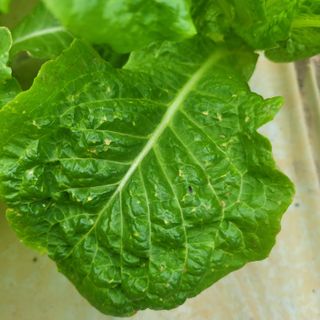 이유나님의 상추 · 병해충상담 작성글 사진