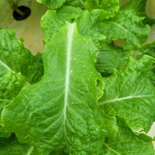 이유나님의 상추 · 병해충상담 작성글 사진