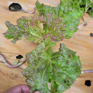 이유나님의 상추 · 병해충상담 작성글 사진