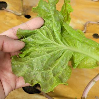 이유나님의 상추 · 병해충상담 작성글 사진