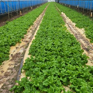 이유나님의 상추 · 병해충상담 작성글 사진