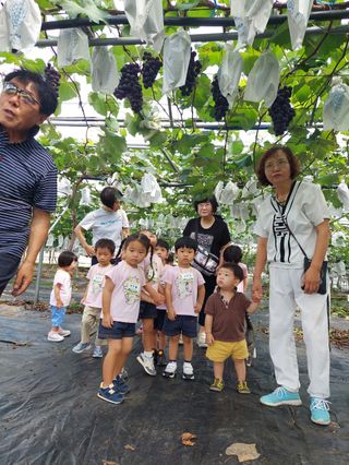 허명무님의 포도 · 영농일지 작성글 사진