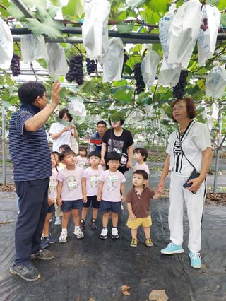 허명무님의 포도 · 영농일지 작성글 사진