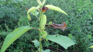 두견새님의 기타작물 · 병해충상담 작성글 사진