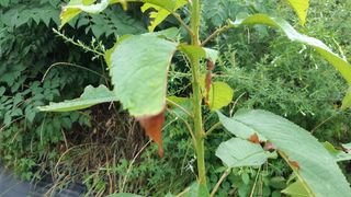 두견새님의 기타작물 · 병해충상담 작성글 사진