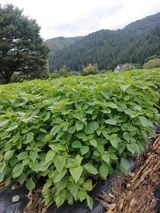 팜모닝 들깨·자유게시판 게시글 이미지