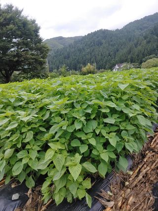 이연화님의 들깨 · 자유게시판 작성글 사진